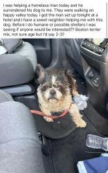 Lost Male Dog last seen 51st and Happy Valley, Phoenix, AZ 85085