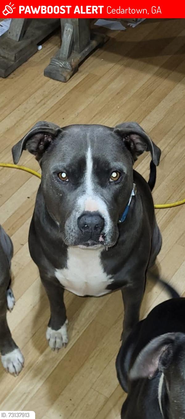 Lost Male Dog last seen Cedartown, Cedartown, GA 30125