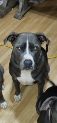 Lost Male Dog last seen Cedartown, Cedartown, GA 30125