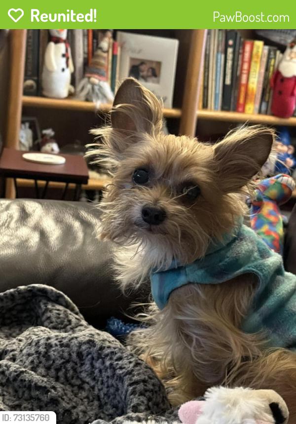 Reunited Male Dog last seen Buckhorn drive, Lexington, KY 40515