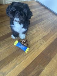 Reunited Male Dog last seen Redman and Prentice, Florissant, MO 63033
