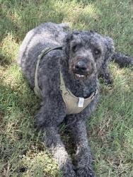 Found/Stray Male Dog last seen Near and hardin, McKinney, TX 75069
