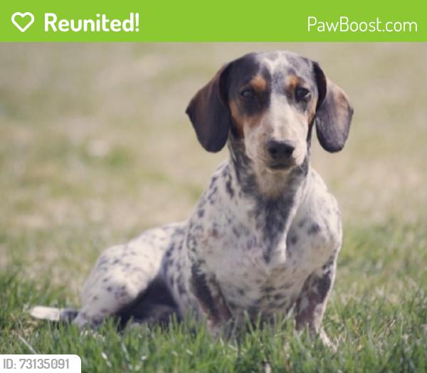Reunited Male Dog last seen Main st orem ut 84057, Orem, UT 84057