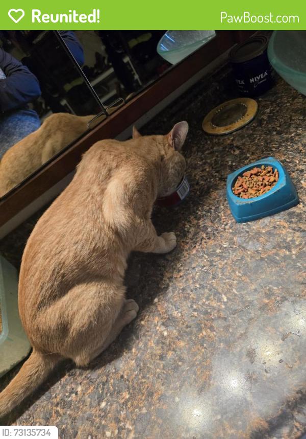 Reunited Male Cat last seen Tropicana and sandhill, around 