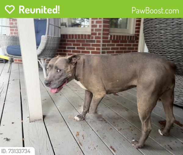 Reunited Female Dog last seen Near shadow point circle, Chattanooga, TN 37421