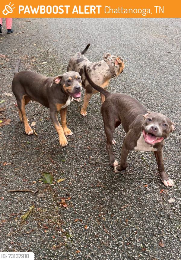 Found/Stray Unknown Dog last seen Seneca Avenue / Tennessee Avenue, Chattanooga, TN 37409