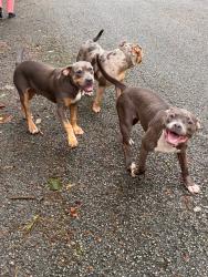 Found/Stray Unknown Dog last seen Seneca Avenue / Tennessee Avenue, Chattanooga, TN 37409