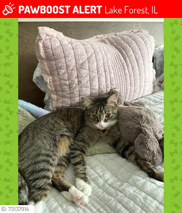 Lost Male Cat last seen 1051McCormick drive (he went outside in the morning and did not return in the afternoon), Lake Forest, IL 60045