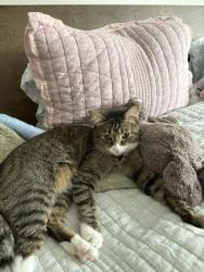 Lost Male Cat last seen 1051McCormick drive (he went outside in the morning and did not return in the afternoon), Lake Forest, IL 60045