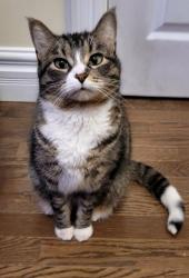 Lost Female Cat last seen Near longwoods road, Thamesville, ON 