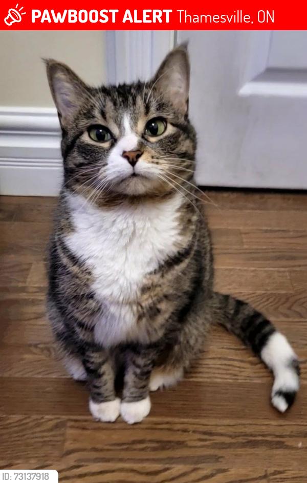 Lost Female Cat last seen Near longwoods road, Thamesville, ON 