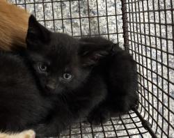 Found/Stray Unknown Cat last seen Port St. Lucie, Port St. Lucie, FL 34986