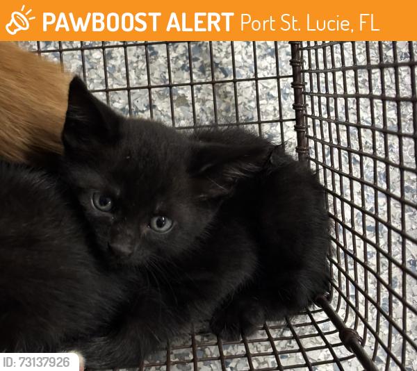 Found/Stray Unknown Cat last seen Port St. Lucie, Port St. Lucie, FL 34986