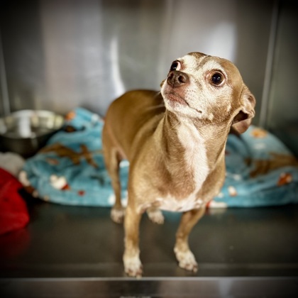 Shelter Stray Male Dog last seen Near S New Hope rd, KENNEDALE, TX, 3961 Bluebell Dr, Everman, TX 76140, USA