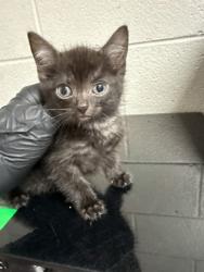 Shelter Stray Male Cat last seen N/A, City of Knoxville GP, TN, 3201 Division St, Knoxville, TN 37919, USA