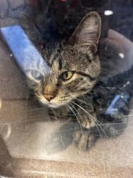 Shelter Stray Male Cat last seen Near Camp David Dr, 75149, TX, 1650 Gross Rd, Mesquite, TX 75149, USA