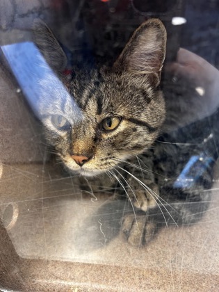 Shelter Stray Male Cat last seen Near Camp David Dr, 75149, TX, 1650 Gross Rd, Mesquite, TX 75149, USA