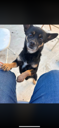 Lost Male Dog last seen Santa Fe and brown, San Jacinto, CA 92583