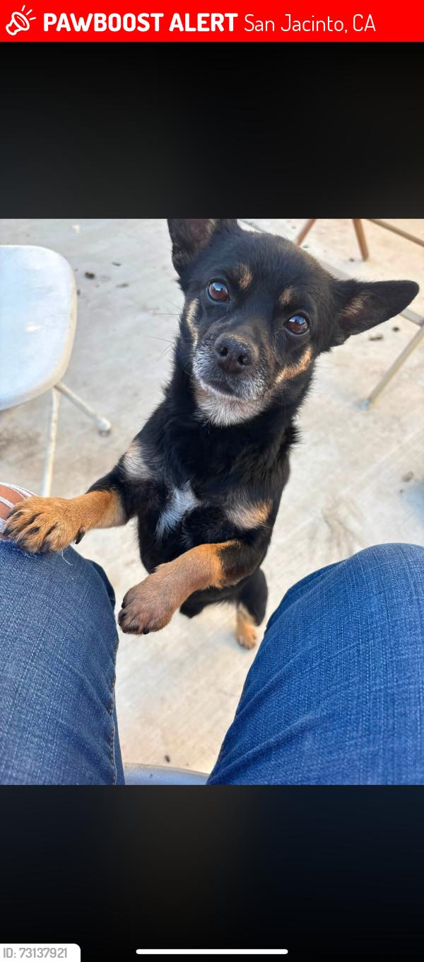 Lost Male Dog last seen Santa Fe and brown, San Jacinto, CA 92583