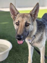 Shelter Stray Female Dog last seen W Kearney Ave & S Fair AVe, Fresno Zone Fresno CO 1A 93706, CA, 1510 W Dan Ronquillo Dr, Fresno, CA 93706, USA
