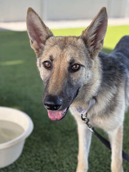 Shelter Stray Female Dog last seen W Kearney Ave & S Fair AVe, Fresno Zone Fresno CO 1A 93706, CA, 1510 W Dan Ronquillo Dr, Fresno, CA 93706, USA