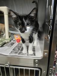 Shelter Stray Male Cat last seen Near Connie Lee DR, New Bern, NC, 1639 Old Airport Rd, New Bern, NC 28562, USA