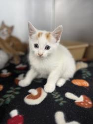 Shelter Stray Female Cat last seen Morningstar Drive, New Bern City Limits, NC, 1639 Old Airport Rd, New Bern, NC 28562, USA