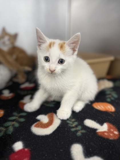 Shelter Stray Female Cat last seen Morningstar Drive, New Bern City Limits, NC, 1639 Old Airport Rd, New Bern, NC 28562, USA