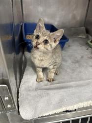 Shelter Stray Female Cat last seen askin brick rd, Ernul, NC, 1639 Old Airport Rd, New Bern, NC 28562, USA