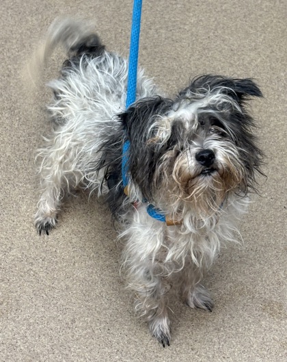 Shelter Stray Female Dog last seen Near Russwood Avenue 4698, 30083, GA, 3280 Chamblee Dunwoody Rd, Chamblee, GA 30341, USA