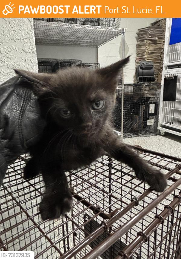 Found/Stray Unknown Cat last seen Port St. Lucie, Port St. Lucie, FL 34986