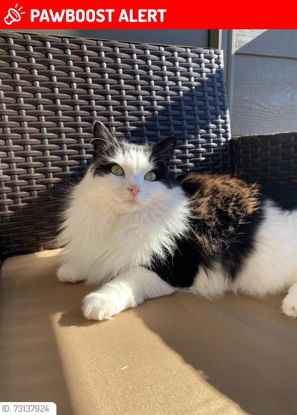 Lost Female Cat last seen Pinon Valley Rd & Big Horn Trl, Colorado Springs, CO 80919