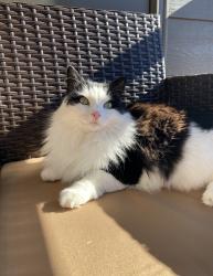 Lost Female Cat last seen Pinon Valley Rd & Big Horn Trl, Colorado Springs, CO 80919