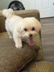 Reunited Female Dog last seen Near Ivy Glen Dr, Grapevine, TX 76051, Grapevine, TX 76051