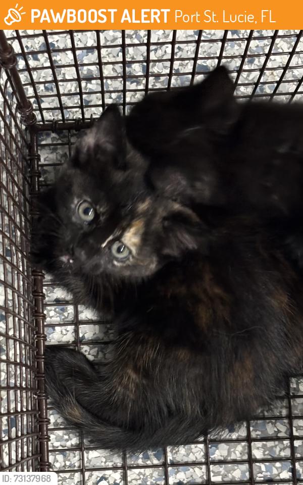 Found/Stray Unknown Cat last seen Port St. Lucie, Port St. Lucie, FL 34986