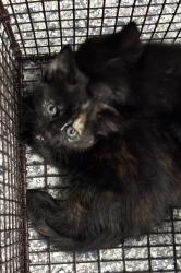 Found/Stray Unknown Cat last seen Port St. Lucie, Port St. Lucie, FL 34986