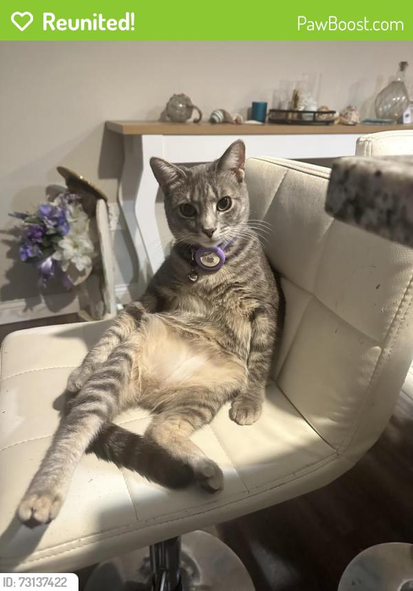 Reunited Female Cat last seen Menards , Lewis Center, OH 43035