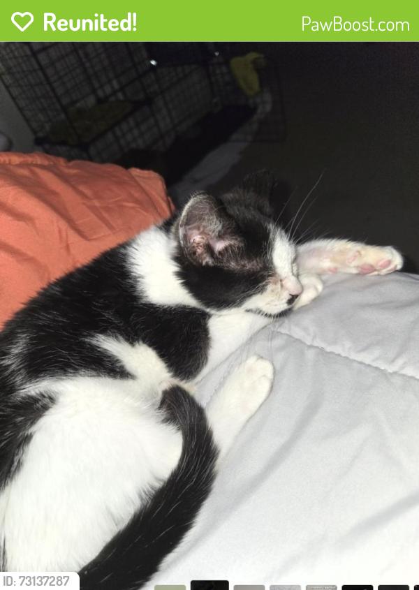 Reunited Male Cat last seen Coachmans Path / Woodville Road, Waldorf, MD 20601