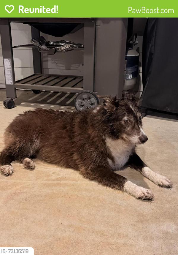 Reunited Female Dog last seen CR 3496 and CR 265, Cooke County, TX 76272