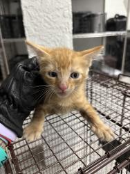 Found/Stray Unknown Cat last seen Port St. Lucie, Port St. Lucie, FL 34986