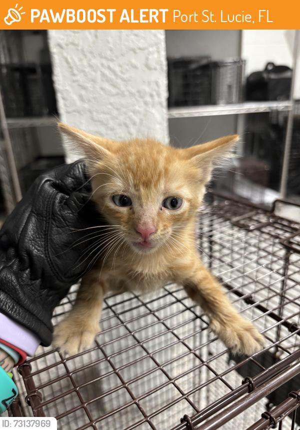 Found/Stray Unknown Cat last seen Port St. Lucie, Port St. Lucie, FL 34986