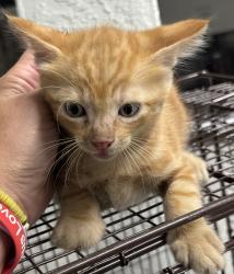 Found/Stray Unknown Cat last seen Port St. Lucie, Port St. Lucie, FL 34986