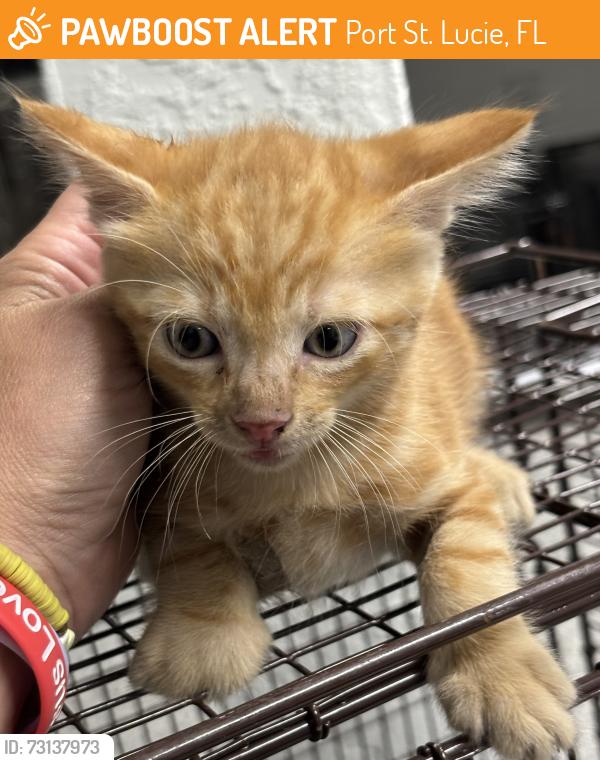 Found/Stray Unknown Cat last seen Port St. Lucie, Port St. Lucie, FL 34986