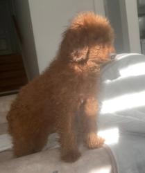 Reunited Female Dog last seen Willowdale and Finch, Toronto, ON 