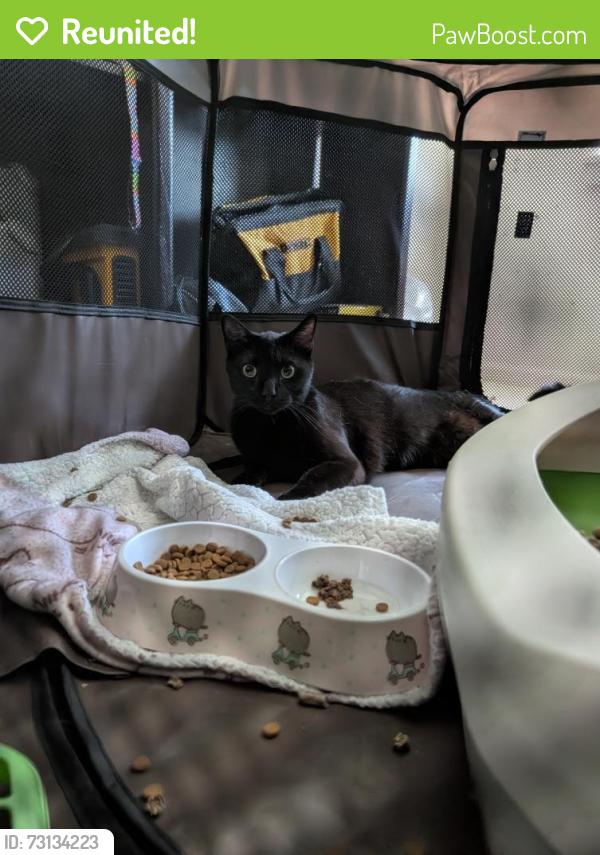 Reunited Unknown Cat last seen element 170 apmts parking lot, Beaverton, OR 97003