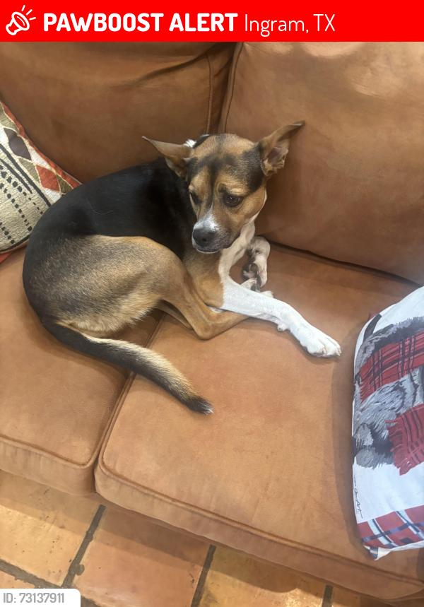 Lost Female Dog last seen Main Street Ingram, Ingram, TX 78025