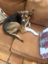 Lost Female Dog last seen Main Street Ingram, Ingram, TX 78025