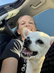 Lost Male Dog last seen Near N Hercules Ave, Clearwater, Clearwater, FL 33765