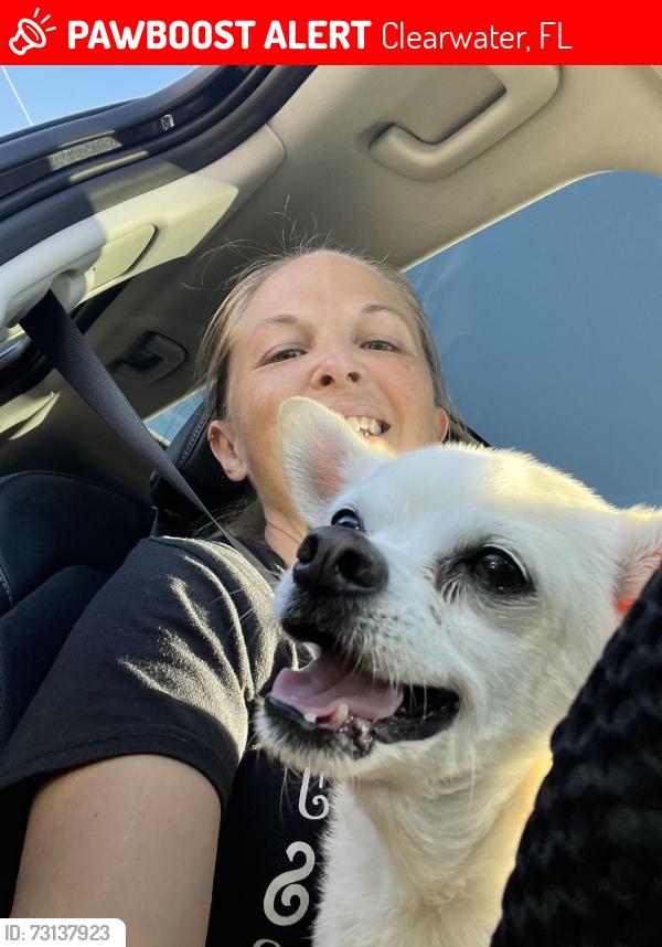 Lost Male Dog last seen Near N Hercules Ave, Clearwater, Clearwater, FL 33765