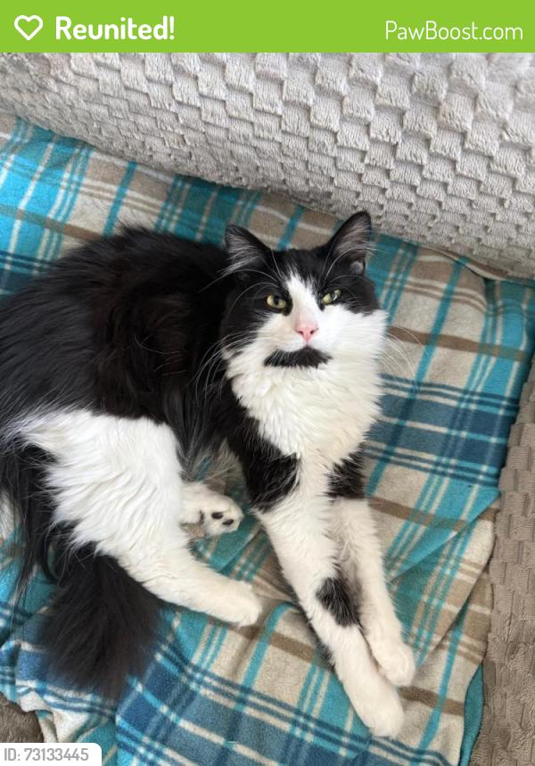 Reunited Male Cat last seen Orchard street, Greater Manchester, England 